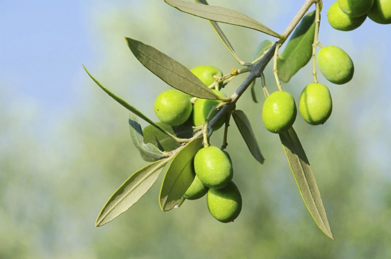 rama de un olivo