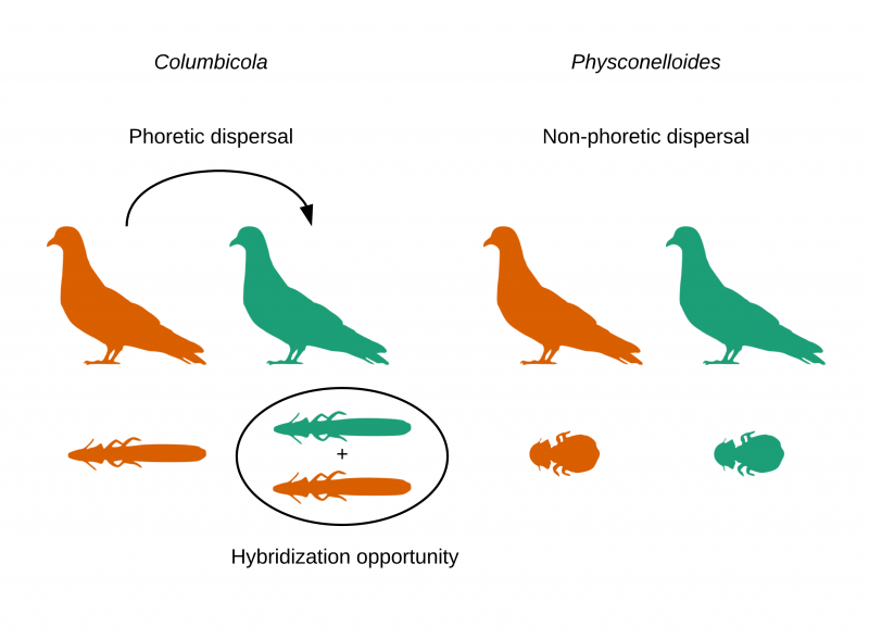  sistema ecológico replicado -ecológicamente similares, pero filogenéticamente independientes-...