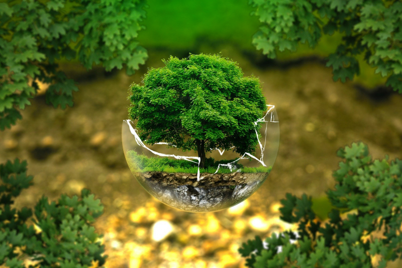 un bonsai sobre una esfera de vidrio