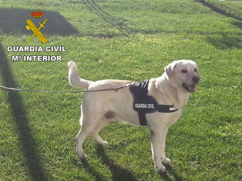perro adiestrado de la Guardia Civil