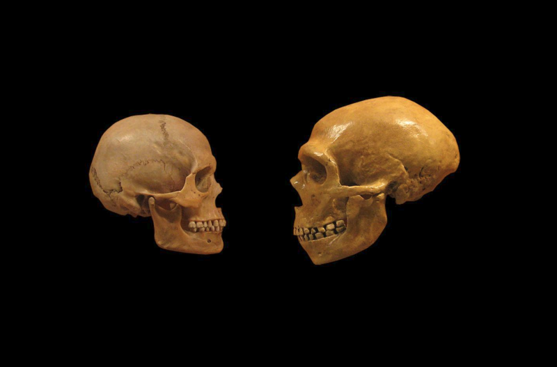 cráneo Homo Sapiens VS cráneo Neandertales