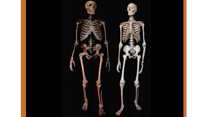 comparativa de esqueleto neardental y homo sapiens