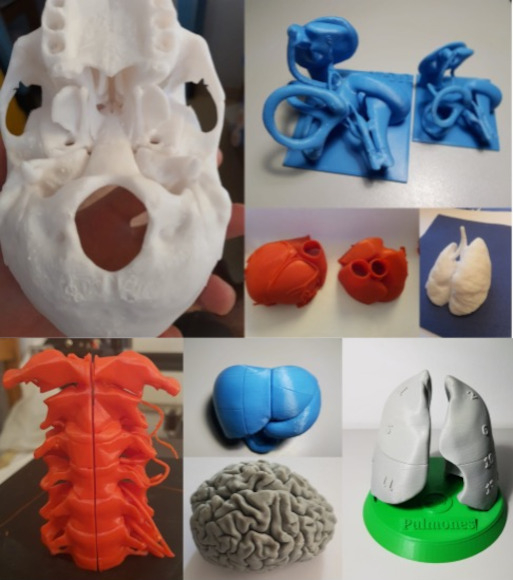 Modelos  modelos anatómicos con fines docentes en 3D
