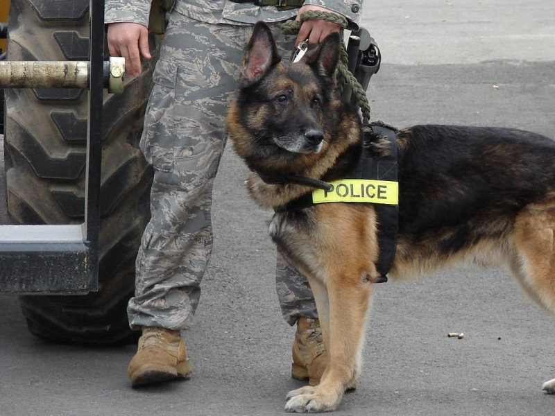 perro policia con su guía