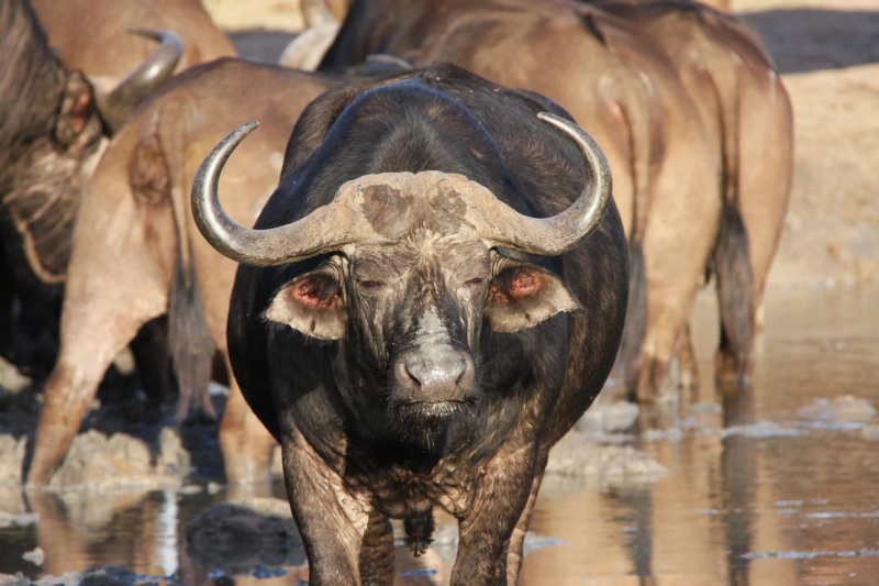 Búfalo africano en una laguna