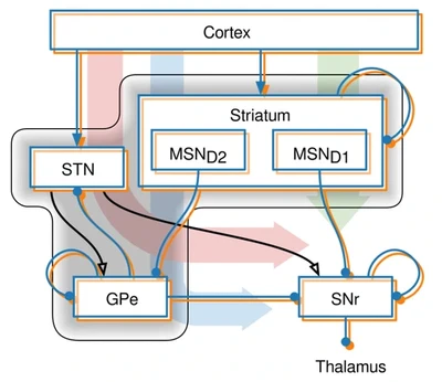INTSENSO - Integración sensorimotora para control adaptativo mediante aprendizaje en cerebelo y centros nerviosos relacionados. Aplicación en robótica featured image